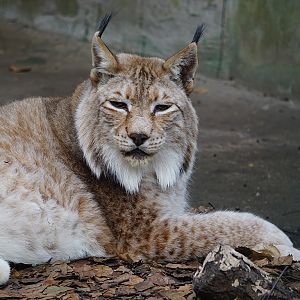 Eurasian lynx (Lynx lynx)