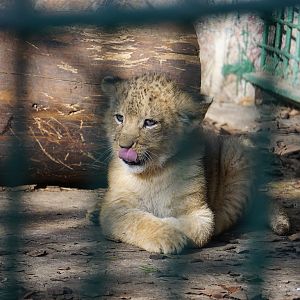Lion cub