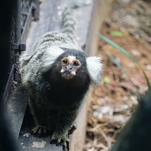 Common marmoset (Callithrix jacchus)
