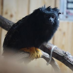 Red-handed tamarin (Saguinus midas)