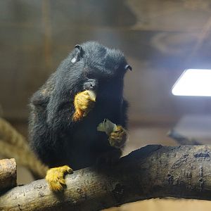 Red-handed tamarin (Saguinus midas)
