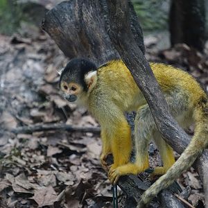 Black-capped squirrel monkey (Saimiri boliviensis)