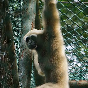 Hoolock gibbon (Hoolock sp)