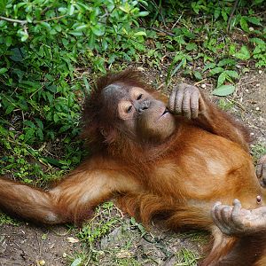 Bornean orangutan