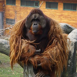 Mixed-race orangutan