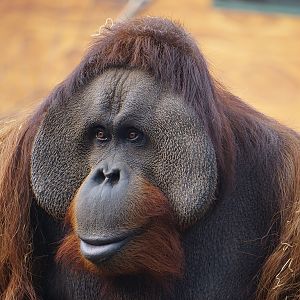 Mixed-race orangutan