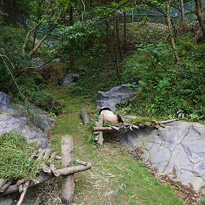Giant panda enclosure