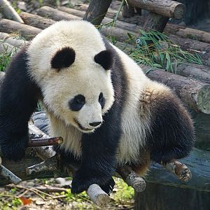 Giant panda