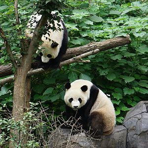 Giant panda