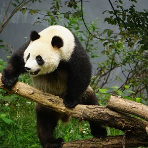 Giant panda