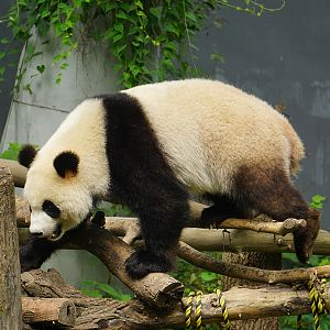 Giant panda