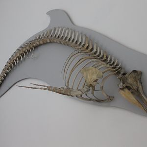 Skeleton Long-finned pilot whale