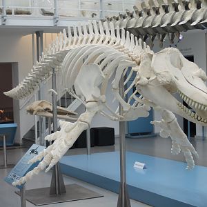 Skeleton Killer whale