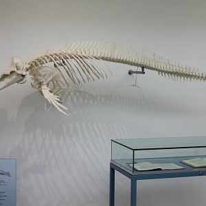 Skeleton Short-beaked common dolphin