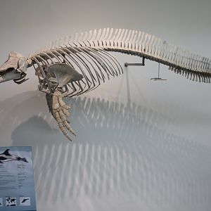 Skeleton White-beaked dolphin