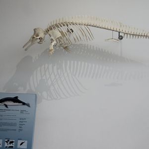 Skeleton Harbour porpoise