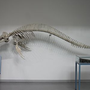 Skeleton Risso's dolphin