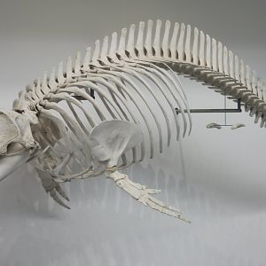 Skeleton Bottle-nosed dolphin