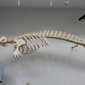 Skeleton Beluga