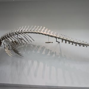 Skeleton False killer whale