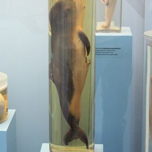 Fetus Harbour porpoise