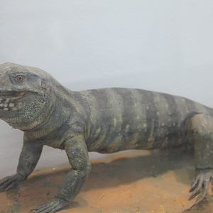 Desert monitor - Varanus griseus