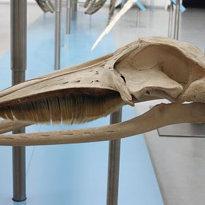Skull Mink whale