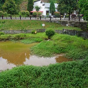 Breeding pool for chinese alligator
