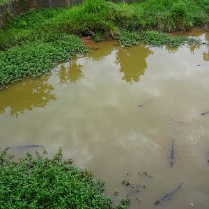 Breeding pool for chinese alligator