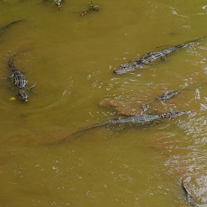 Chinese alligator sub-adult
