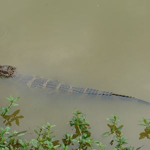 Chinese alligator sub-adult