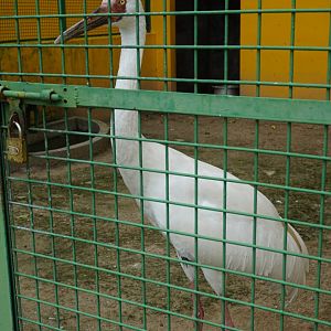 Siberian crane (Leucogeranus leucogeranus)