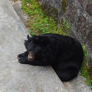Asian black bear