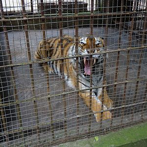 A Siberian tiger once killed its breeder