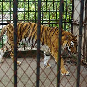 A Siberian tiger once killed its breeder