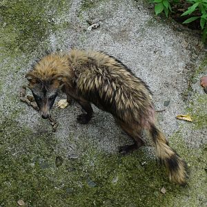 A senile raccoon dog from field rescue