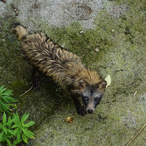 A senile raccoon dog from field rescue