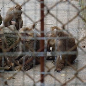 Huangshan stump-tailed macaque (Macaca thibetana huangshanensis)