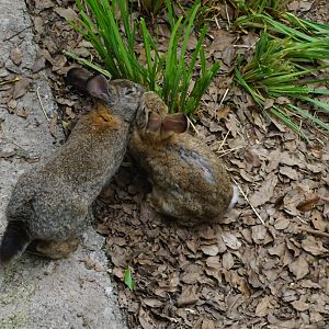 Chinese hare (Lepus sinensis)