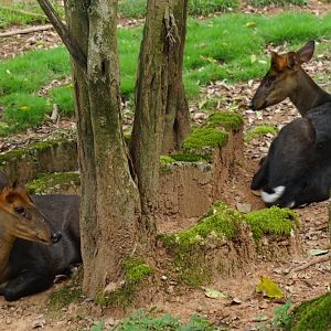Hairy-fronted muntjac (Muntiacus crinifrons)