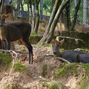 Hairy-fronted muntjac (Muntiacus crinifrons)