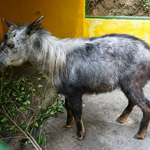 Senile male Chinese serow (Capricornis milneedwardsii)