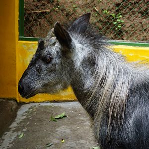 Senile male Chinese serow (Capricornis milneedwardsii)