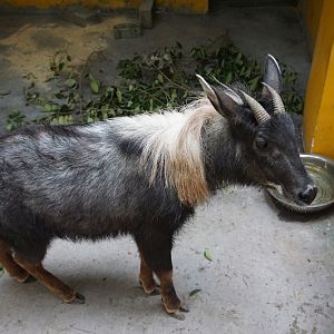 Young male Chinese serow (Capricornis milneedwardsii)