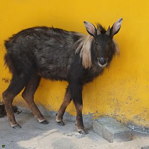 Young male Chinese serow (Capricornis milneedwardsii)