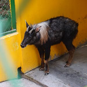 Young male Chinese serow (Capricornis milneedwardsii)