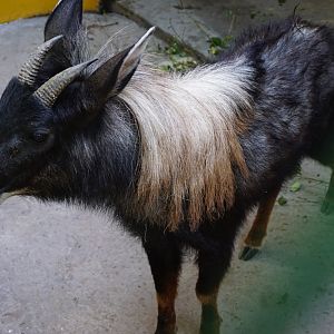 Young male Chinese serow (Capricornis milneedwardsii)
