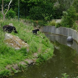 Andean bears, June 2018