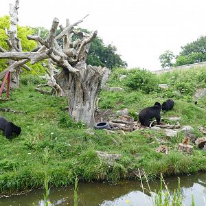 Andean bears, June 2018