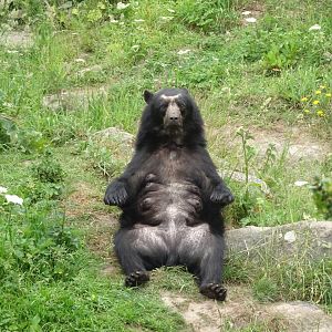 Andean bear, June 2018